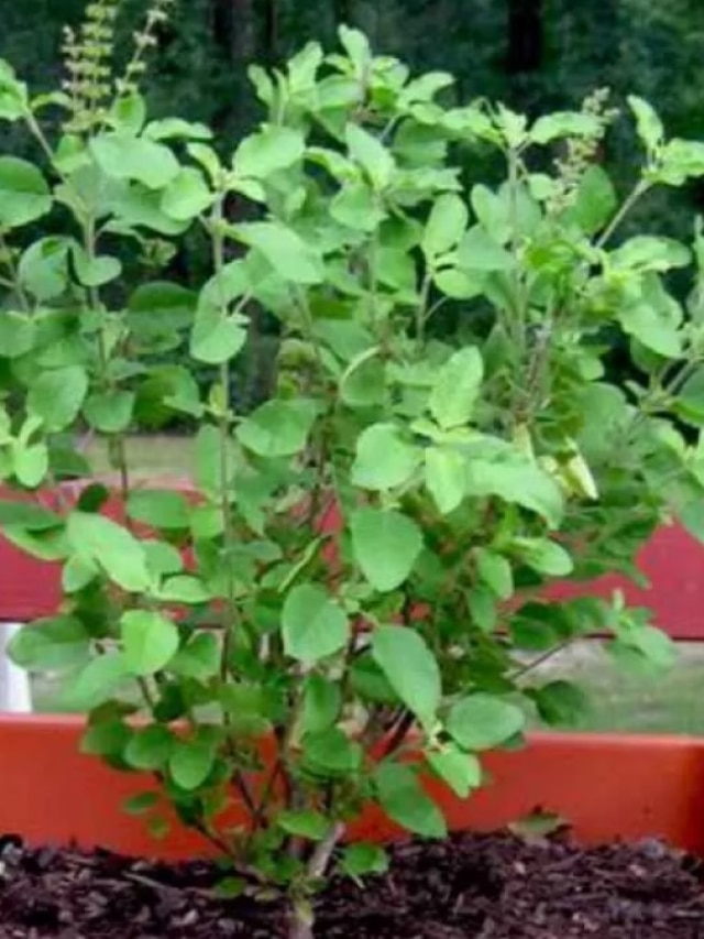 গরমে বাড়ির তুলসি গাছ মরবে না, একটা লাল কাপড় দিয়ে করুন এই কাজ