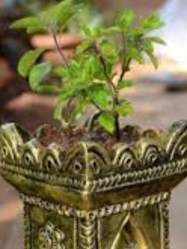 তুলসী পাতা দিয়েও হয় রান্না, কী কী পদ জানুন