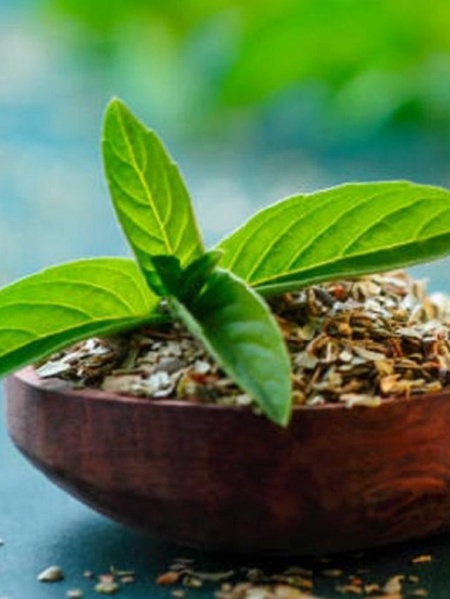 সুগার-হার্ট অ্যাটাকের যম তুলসী, রোজ এভাবে খেলে থাকবেন নিরোগ