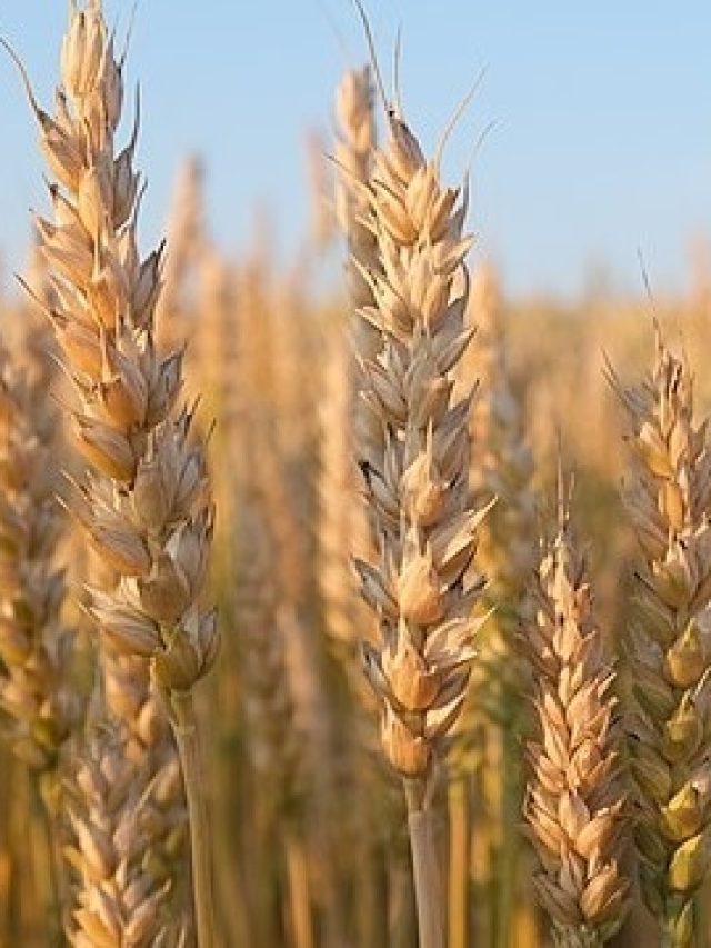 চাঁদের মটিতে গম!