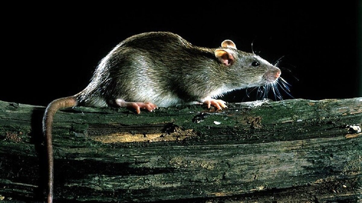 खेतों में चूहे के आतंक से हैं परेशान, भगाने के लिए अपनाएं ये घरेलू ...