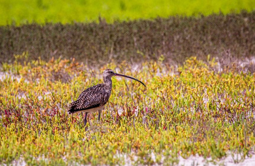 6 Birds with the longest beaks
