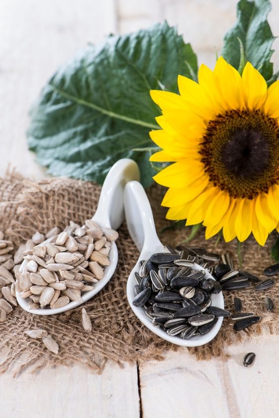 बीमारियों को पैदा करते हैं सूरजमुखी के बीज, जानें Sunflower seeds
