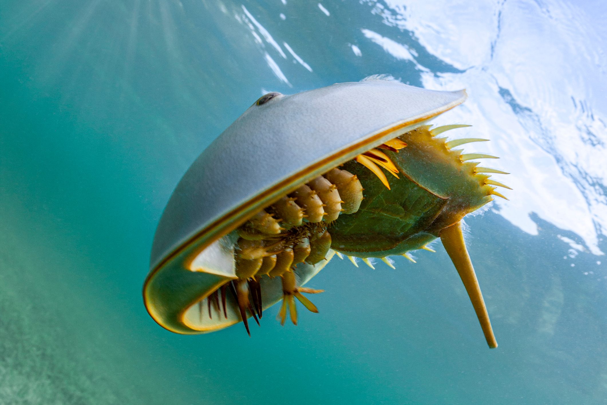 Oldest Animals On Earth