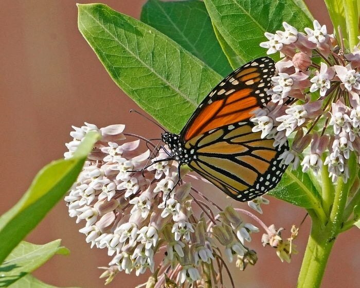 Top 10 Types of Milkweed to Support Monarch Butterflies