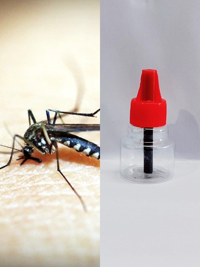 খরচ মাত্র ২০ টাকা, মশা মারার তেল তৈরি করুন বাড়িতেই