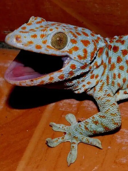 Best beginner reptiles hotsell