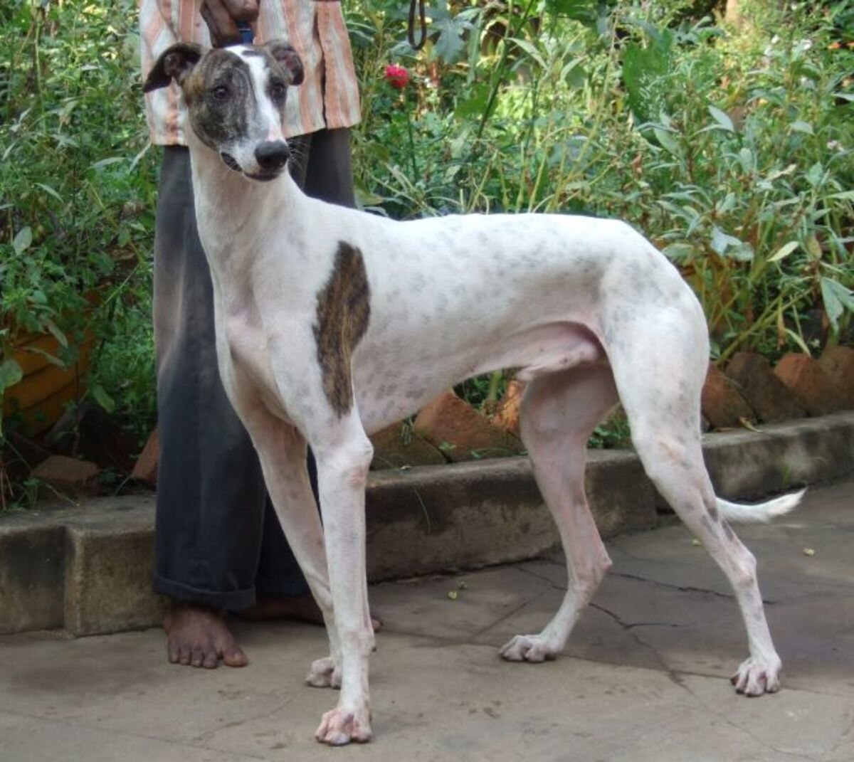 Royal rampur best sale hound
