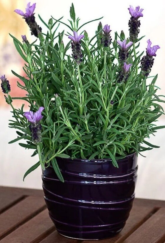 Plants that Reduce Stress and Anxiety at Home and Office