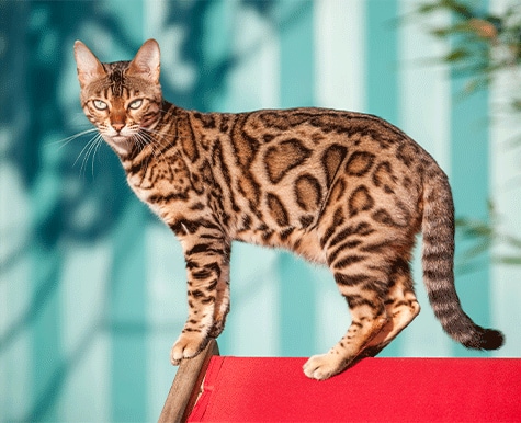 Egyptian online leopard cat