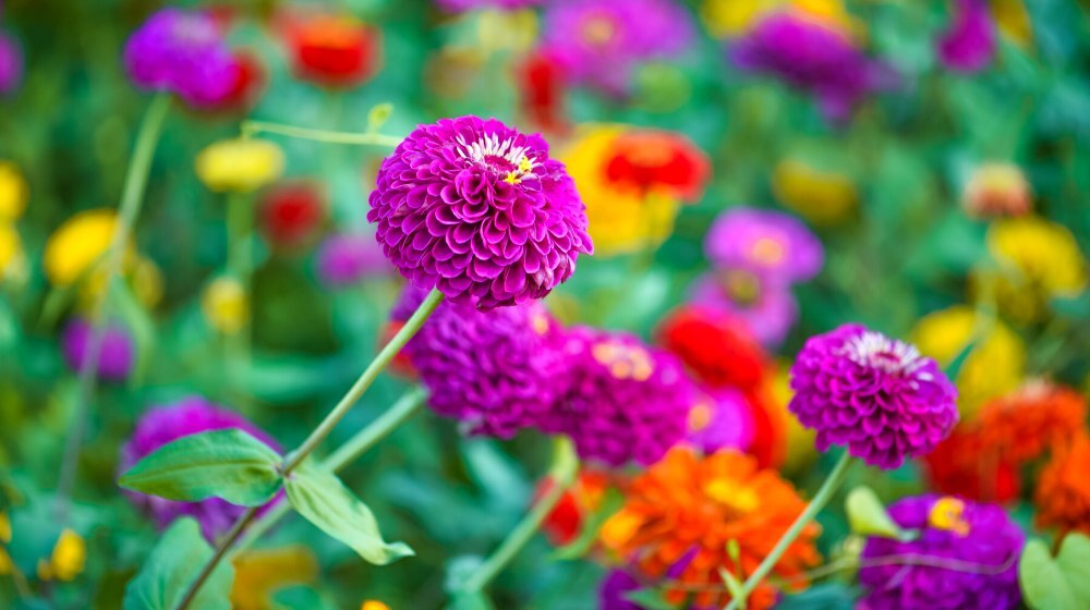 Low Maintenance Flowers You Can't Kill