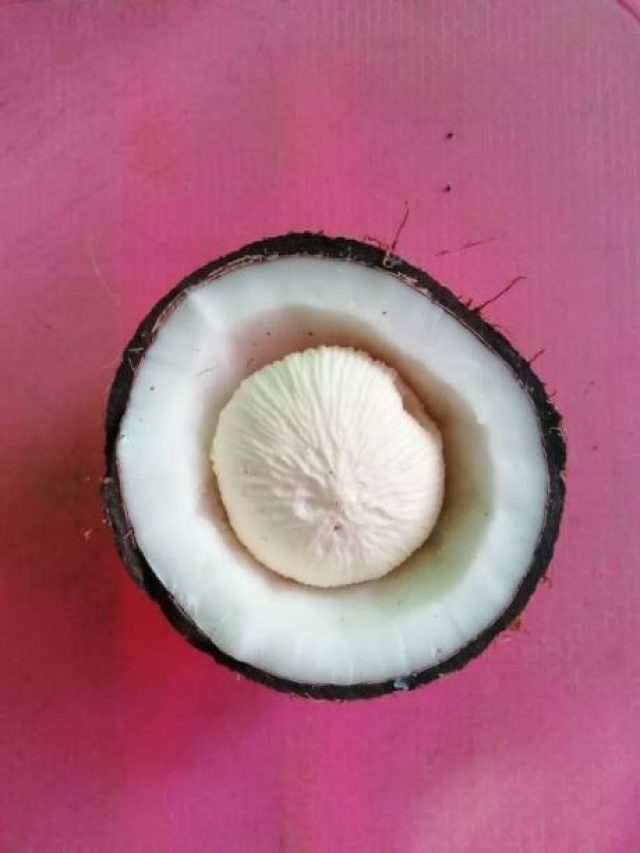 नारियल ही नहीं, इसका फूल भी होता है जबरदस्त, ये लोग तो जरूर खाएं