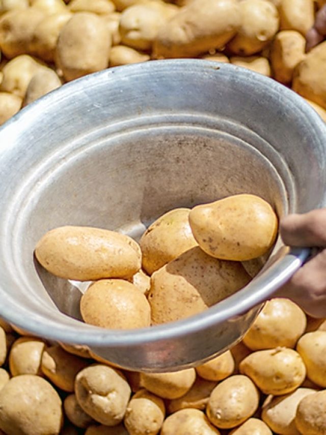 তীব্র গরমে একটা আলু-পেঁয়াজও পচবে না, এই স্টোরিং ট্রিক শিখে নিন