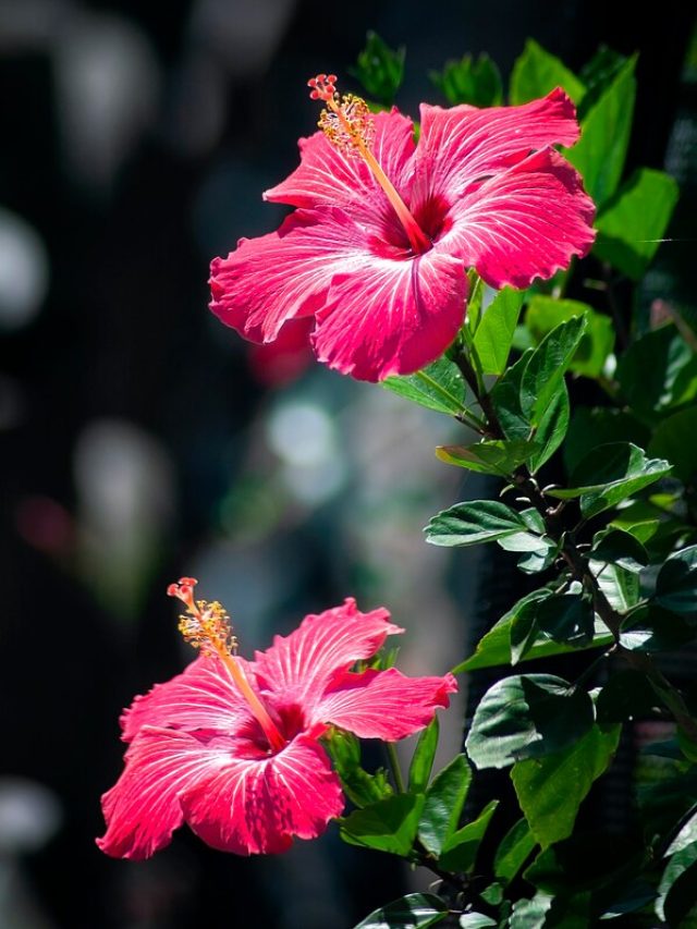 ফুল রাখার জায়গা পাবেন না, জবাগাছের গোড়ায় দিন এসব