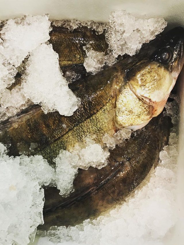 ফ্রিজে রাখা মাছের বরফ গলবে মাত্র ৫ মিনিটে, ৩ মোক্ষম টিপস