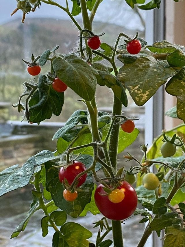 রান্নায় কাজে লাগে, কিচেনের জানলাতেই করুন এই ৫ গাছের চাষ