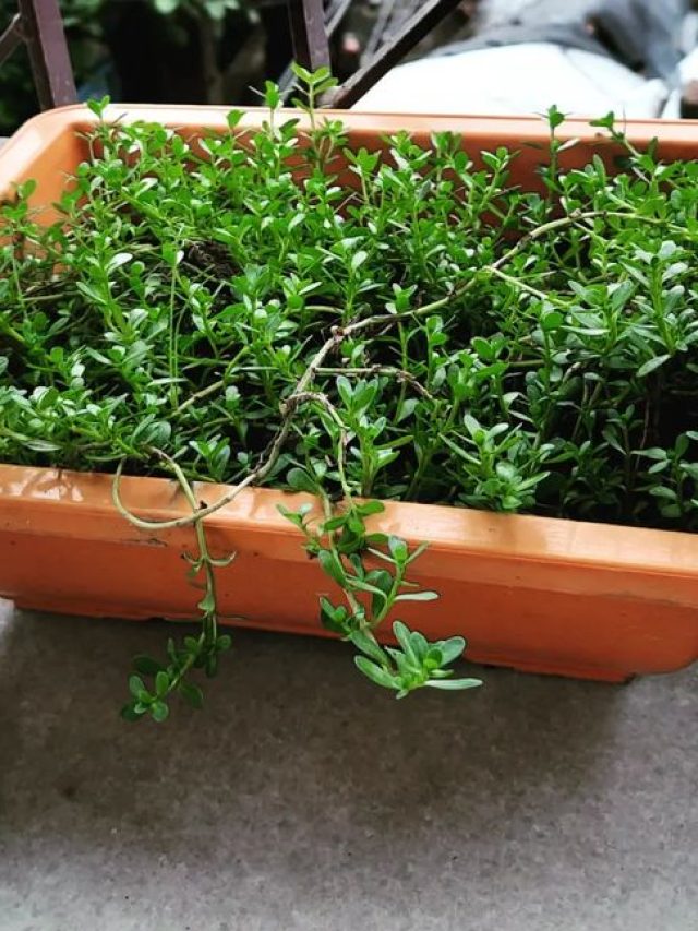 এই এক শাকে তীক্ষ্ণ  হয় মগজাস্ত্র, বাড়ে বুদ্ধি