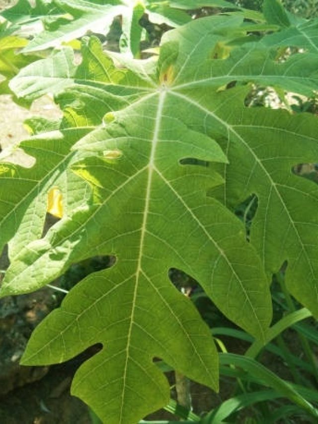 पपीता ही नहीं इसके पत्ते भी होते हैं बेहद फायदेमंद, छू भी नहीं पाएंगी ये दिक्कतें