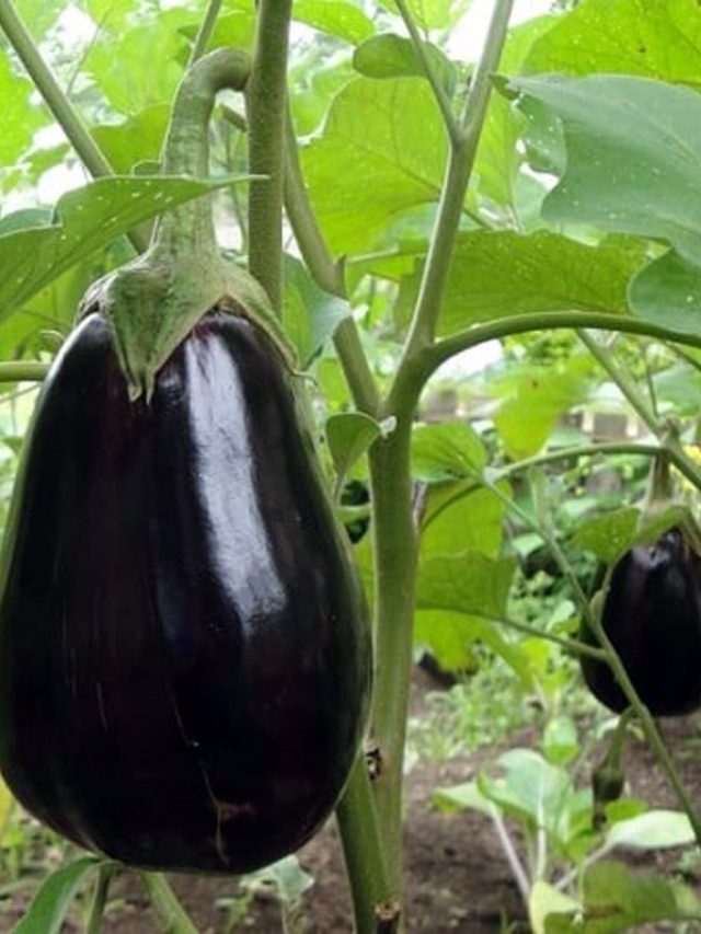 কোলেস্টেরল থেকে হার্টের রোগ,  ওষুধের কাজ করে বেগুন