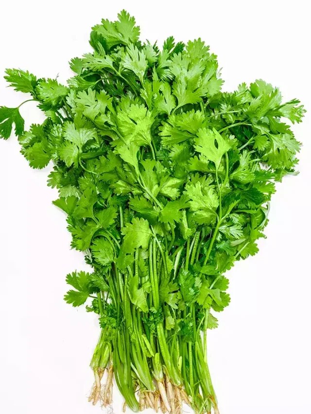 মাটি লাগবে না, এই উপায়ে বাড়িতে চাষ করুন ধনেপাতা