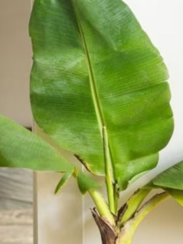 যে কোনও আর্থিক সমস্যার সহজ সমাধান কলাগাছ!