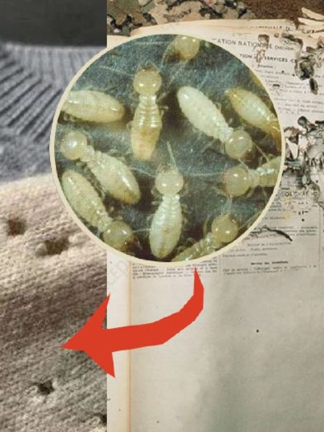 আলমারি, ঘরের তাকে রাখুন এই জিনিস, বই-জামা পোকায় কাটে না