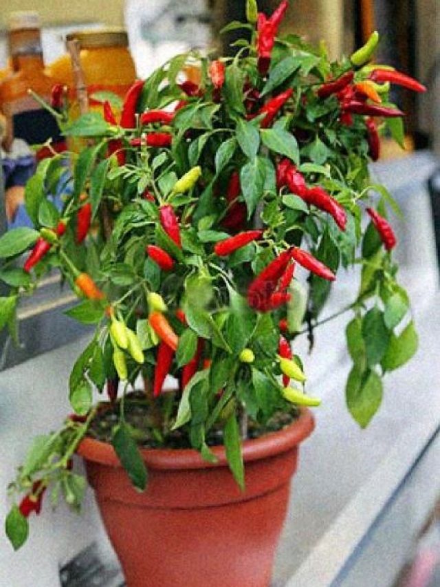 এই ফলের খোসা ধোওয়া জল দিন লঙ্কা গাছের মাটিতে, দারুণ ফলন