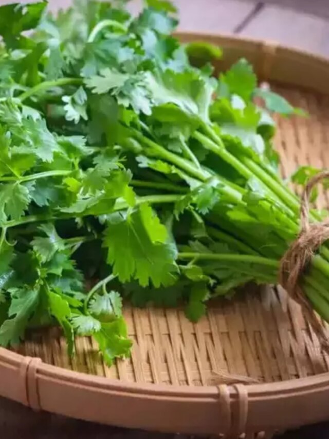 ধনেপাতা এভাবে রাখুন ফ্রিজে, দীর্ঘদিন থাকবে সবুজ-তরতাজা