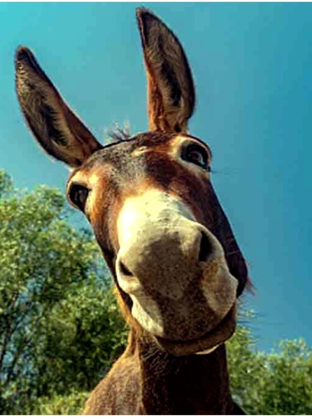 গাধার এই ৩ গুণ রপ্ত করে স্মার্ট ওয়ার্ক করলেই রাজা, চাণক্য নীতি