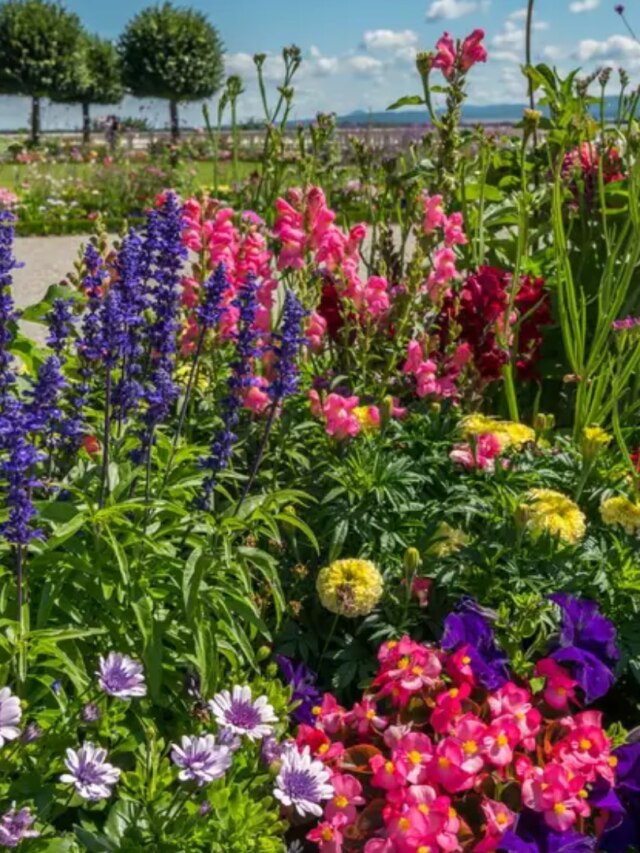 টবে লাগান এই  ৫ ফুলের গাছ, এক মাসেই ঘর ভরে উঠবে ফুলে