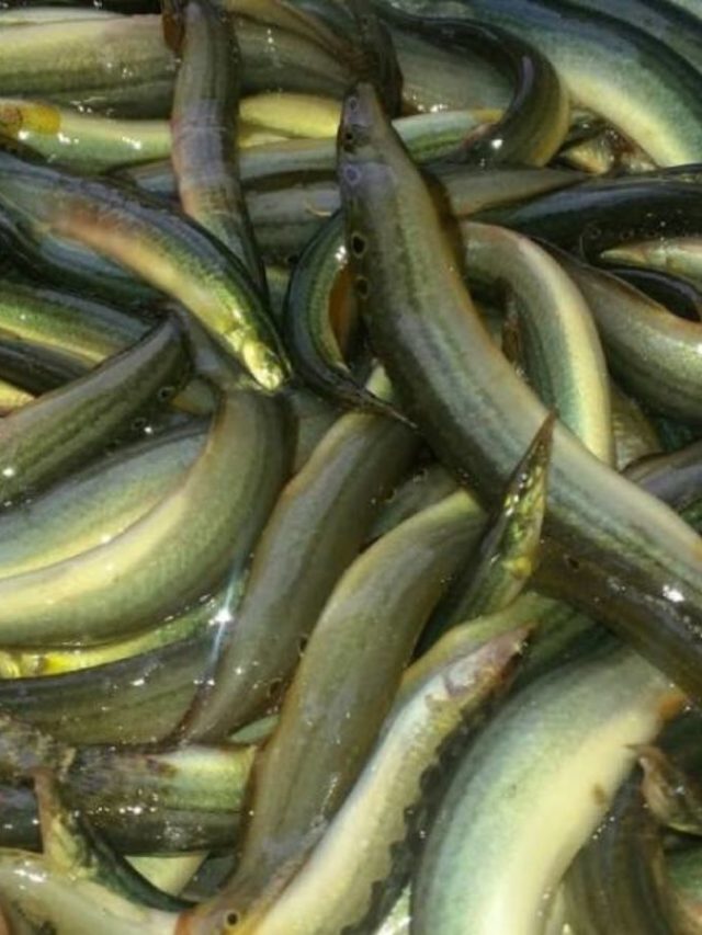 বাঙালির পাত থেকে হারিয়ে যাচ্ছে সুস্বাদু বাইন মাছ!