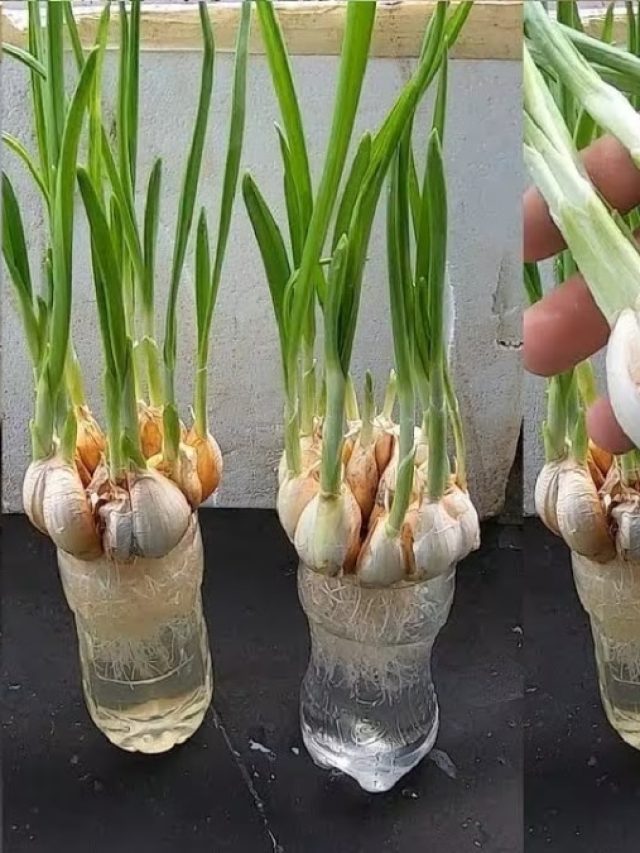 বাড়ির পুরনো ভাঙা বোতলেই হবে কেজি কেজি রসুন, শিখুন চাষের পদ্ধতি