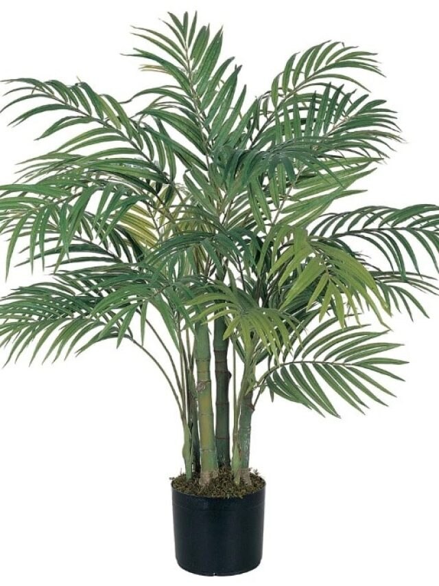 এসব গাছ লাগালে গরমেও ঘর ঠান্ডা থাকে, নামগুলি জেনে নিন