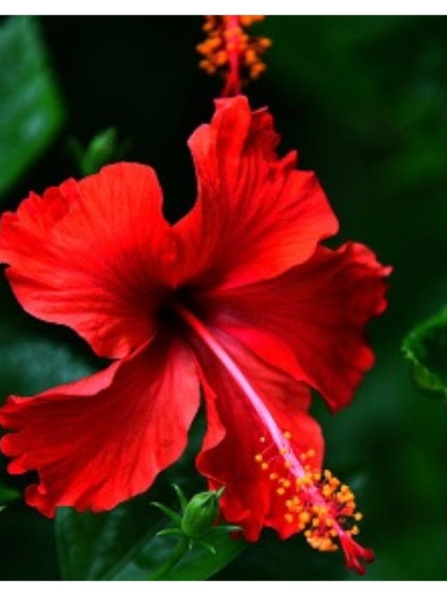 এভাবে ত্বক- চুলের যত্ন নিন জবা দিয়ে!