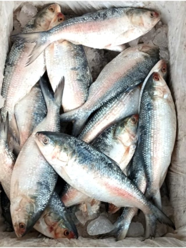 হৃদরোগে ইলিশ মাছ খাওয়া যায়? পুষ্টিবিদের থেকে সঠিকটা জানুন