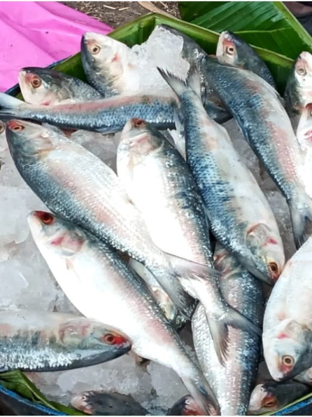 নোনা vs মিষ্টি জল: স্বাদে কোন ইলিশ সেরা? কীভাবে চিনবেন? রইল টিপস