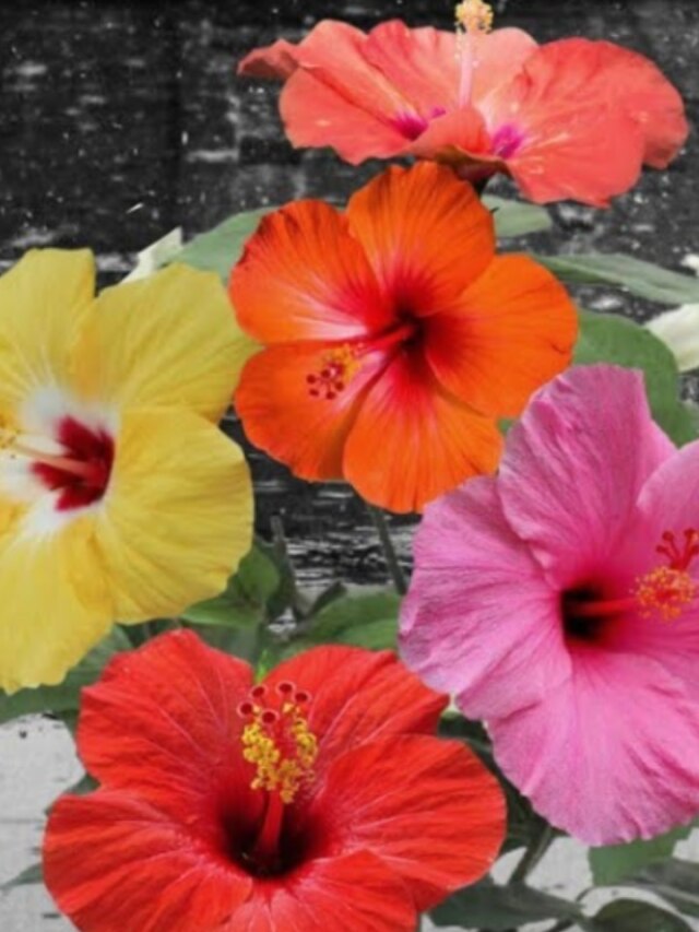 নানা রঙের জবা হবে একই গাছে, সহজ টেকনিক শিখে নিন