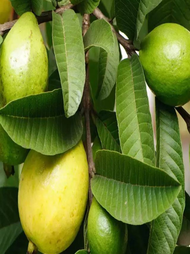 পেয়ারা পাতাও মহৌষধ, গুণ জানেন?