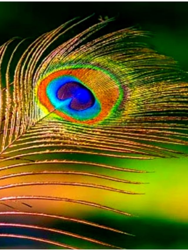 বাড়ির দিকে রাখুন ময়ূরের পালক! ধন- সম্পদ উপচে পড়বে, দাম্পত্য- প্রেম মধুর হবে