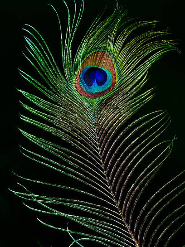 বিছানার এখানে রাখুন ময়ূরের পালক! ভাগ্যের চাকা  ঘুরবেই ঘুরবে