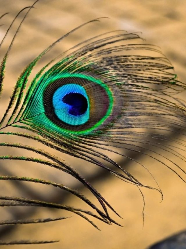 বাঁধ ভাঙা টাকা ঘরে আসবে, বাড়ির এখানে রাখুন ময়ূরের পালক