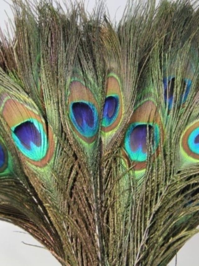 নিজের ভাগ্য নিজেই চিনতে পারবেন না, টাকা টানতে এখানে রাখুন ময়ূরের পালক