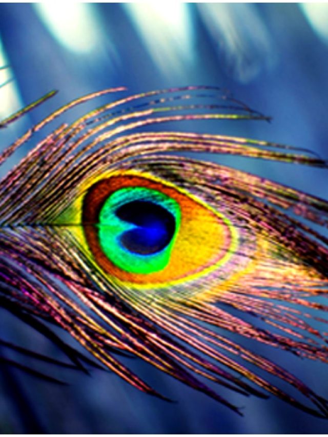 রাতে ঘুমের সময় বালিশের নিচে রাখুন ১টা ময়ূরের পালক! ধামাকাদার খেলা হবে