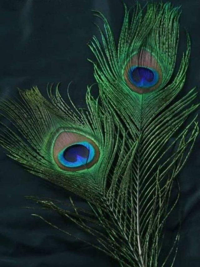 ময়ূরের পালক রাখুন বাড়ির এই দিকে! টাকা  উপচে পড়বে