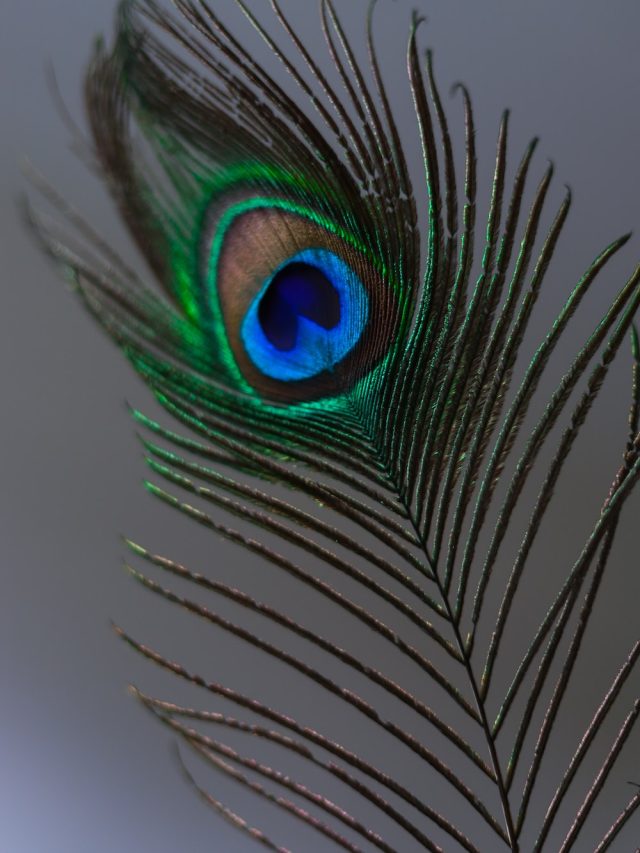 বালিশের নিচে এভাবে রাখুন ১ টা ময়ূরের পালক, ভাগ্যের চাকা ঘুরবে