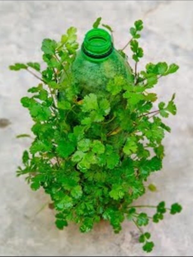 মাটি ছাড়াই হবে টাটকা ধনেপাতা, হ্যাঁ, গরমকালেও, জানুন ট্রিকস