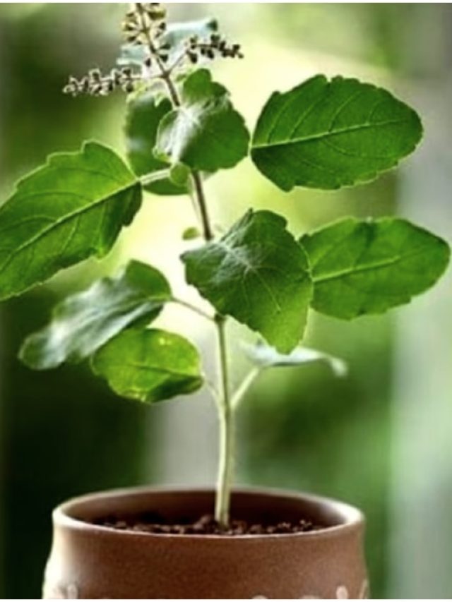 অশুভ! এই দিন বাড়িতে ভুলেও লাগাবেন না তুলসী গাছ