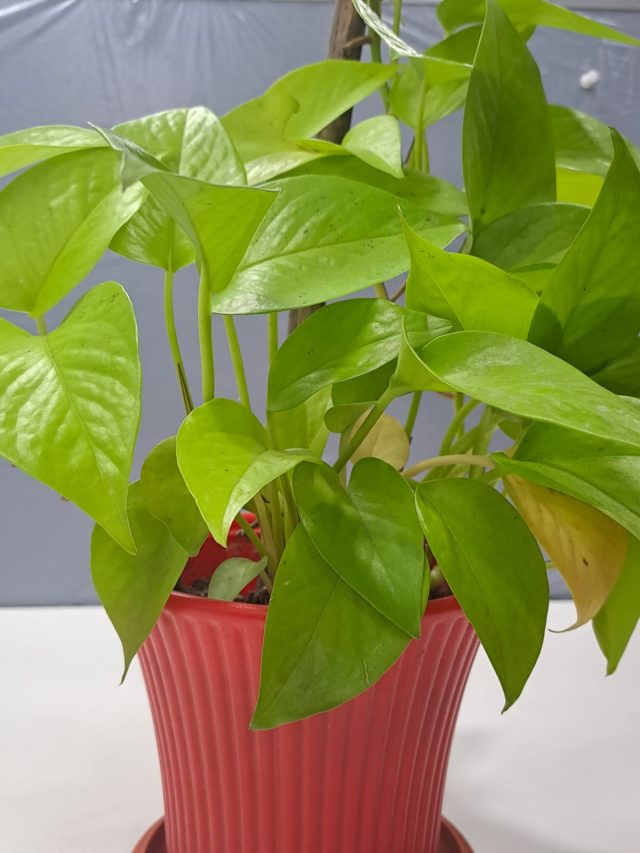 মৃত গাছ জীবিত হবে সহজেই, রইল টিপস