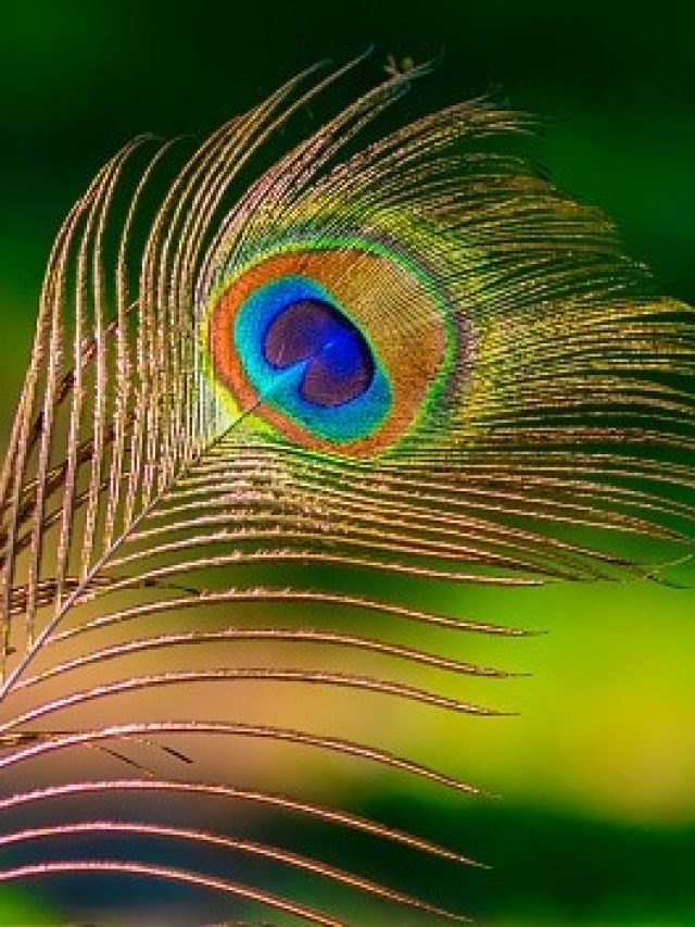 বাড়ির এই জায়গায় রাখুন ময়ূরের পালক, হাতে আসবে লাখ লাখ টাকা