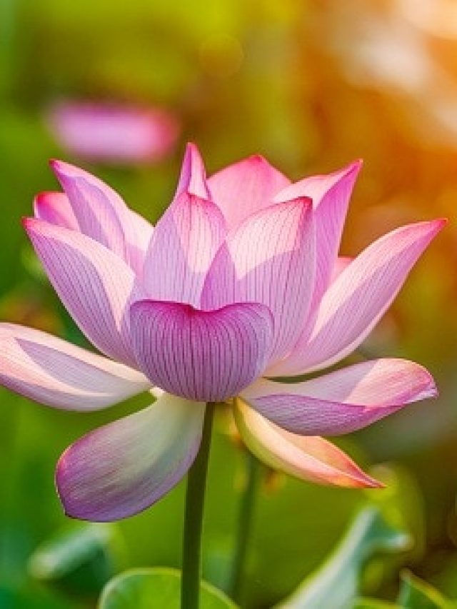 বাড়ির পুরনো বালতিতেই হবে পদ্মফুল, রইল ৫ টিপস